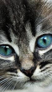 Iphome Duvar Kagitlari Kedi 1080x1920 Download Hd Wallpaper Wallpapertip