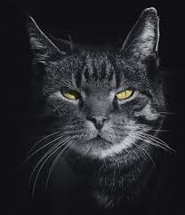 Bissell Pet Hair Eraser Handheld 33a1 Coypal Photo Hair 1047871 1989 Hair Henna Burgundy Hair Up Do Accessories Hair Salon Asmr 360 What Ever Happene Grey Tabby Cats Cat Care Cute Cats
