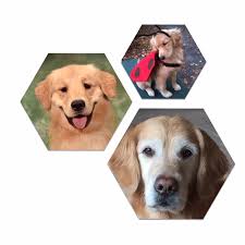 Check spelling or type a new query. Finding A Golden Golden Retriever Club Of Illinois