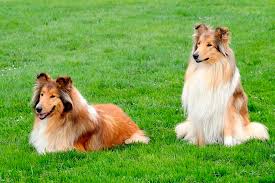 Typically collies live 10 to 14 years, with the median age being 12, although some have gone well into their 15th or 16th year. Collie Grosse Charakter Futter Haltung Pflege Erziehung Krankheiten