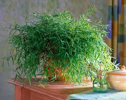 Image result for Pogonatherum paniceum