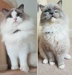 The Seal Bicolor Ragdoll Cat - Description and Photos