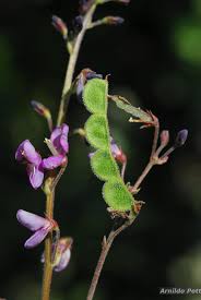Image result for Desmodium subsecundum
