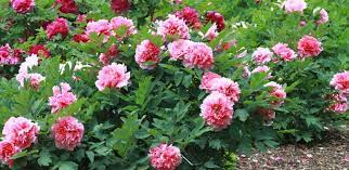 Pin On The Yard Flowers And Decorative Plants