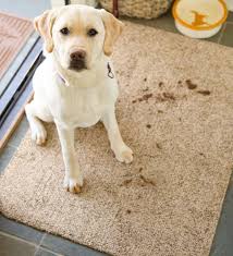 Runner Mud Rug 29 X 58 Accent Rugs Rugs Machine Washable Rugs Muddy Dog