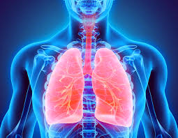 Image result for respiratory system