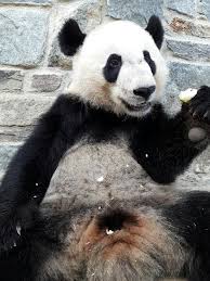 A cute teenager with curly hair against the backdrop of the sea. Restless Night For Bei Bei Smithsonian S National Zoo