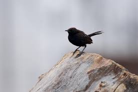 Celtic symbolism doesn't speak a lot of the blackbird specifically but consolidates the symbolism with that of raven, crow, and other birds with black feathers. Birds Around Me 0044 Indian Robin à¤•à¤²à¤š à¤° Copsychus Fulicatus