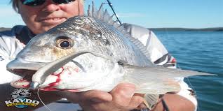 Land Based Fishing Spots In Sydney Harbour And The