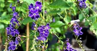To let bend or hang down: Duranta Erecta Care Tips On Growing The Golden Dewdrop