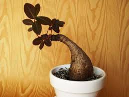 Image result for Phyllanthus mendesii