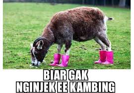 30 Kumpulan Kata Kata Lucu Bergambar Paling Gokil 2018 Jalantikus Com