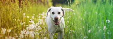 How do i know if my dog has allergies. Signs And Symptoms Of Seasonal Allergies In Dogs Vetericyn