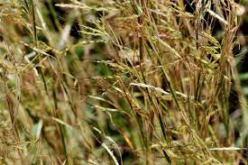 Image result for Hyparrhenia