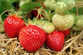 10 Secrets Pour Reussir Les Fraisiers Fraisier Plante Fraisier Et Astuces De Jardinage Bio