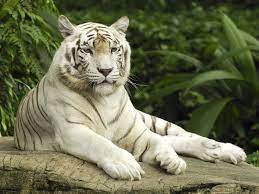 White tiger wallpaper free download. Free Download White Tiger Wallpapers 1600x1200 For Your Desktop Mobile Tablet Explore 70 White Tiger Backgrounds Black And White Tiger Wallpaper Free White Tiger Wallpaper Download