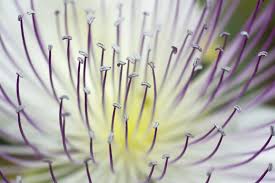Image result for Capparis scheffleri