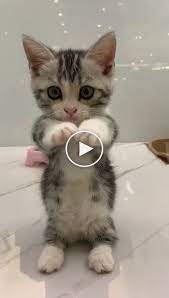 Pin On Funny Animal Videos
