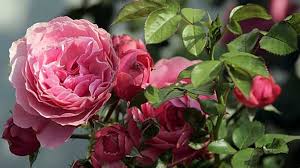 Rosen Im Kubel Pflanzen Tipps Zur Rosenpflege Im Topf
