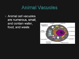 Some of these include a cell wall, a large vacuole, and plastids. Plants Vs Animal Cells All Cells All Cells