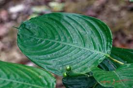 Image result for Marantochloa leucantha