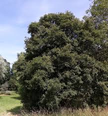 30+ of the best trees for growing in full & partially shaded locations. Acer Campestre Trees And Shrubs Online