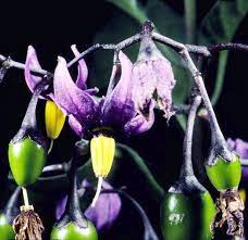 The Deadly Nightshade Was The Inspiration For The Nightlock Berries In The Hunger Games Deadly Plants Poisonous Plants Plants
