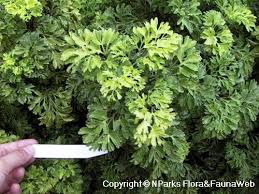 Image result for Polyscias fruticosa