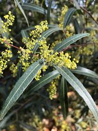 Image result for Searsia lancea