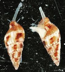 Check spelling or type a new query. Bailey Matthews National Shell Museum å¸–å­ Facebook