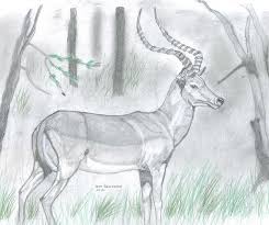 Check spelling or type a new query. Impala Antelope Drawing By Don Gallacher