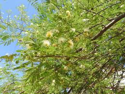 Image result for Albizia petersiana