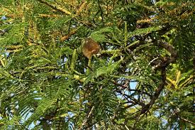 Image result for Entada abyssinica