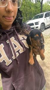 Lost black pig in Clementsvale, Nova Scotia