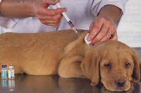 Pain associated with many issues such as arthritis, wounds, swelling, and hip dysplasia can be treated with laser therapy. Low Cost Pet Vaccines At Pet Supplies Plus Glen Ellyn Il Patch