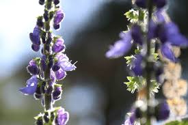 Image result for Coleus barbatus