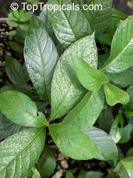 Image result for Vangueria madagascariensis