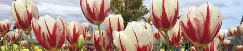 We did not find results for: 25 Encouraging Scripture Verses To Welcome Spring Lynn Dove S Journey Thoughts