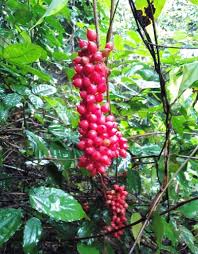 Image result for Dioscoreophyllum