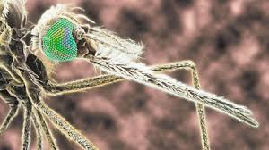 ✓ free for commercial use ✓ high quality images. Windborne Mosquitoes May Carry Malaria Hundreds Of Kilometers Science Aaas
