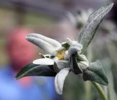 We did not find results for: CrescÄƒtoria De Flori De ColÅ£ Diverse Diversificate 2