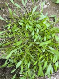 Image result for Limosella maior