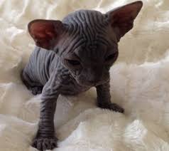 He is demanding of human luckily available these sphynx kittens for sale. Sphynx Kittens Hairless Cat Adoption Odd Eyed Sphynx San Diego Ca