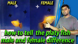 A Picture Is Worth A Thousand Words: Male And Female Platy Pics! | Sexing  Livebearers Forum