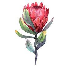 Large Temporary Tattoo Flower Tattoo Big Temporary Protea Flower Protea Art Flower Drawing