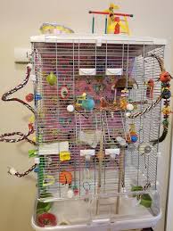 Bird Bath For Budgie Cage Mango In Her Cage Budgie Cage Budgies Birds