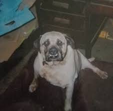 Profile for Lloyd Folsom Animal Control of Monticello Mars Hill Blaine and  Westfield