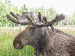 Image result for moose