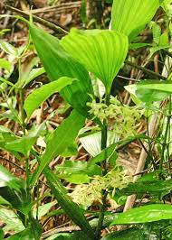 Image result for Corymborkis