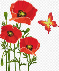 Un bouquet de pivoine en papier fait à la main se compose de 5 grandes et 7. Poppy Flower Bouquet Butterfly Png 3154x3809px Poppy Annual Plant Butterfly Coquelicot Cut Flowers Download Free
